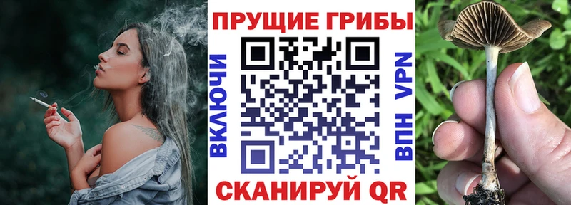 Псилоцибиновые грибы прущие грибы  Кирсанов 